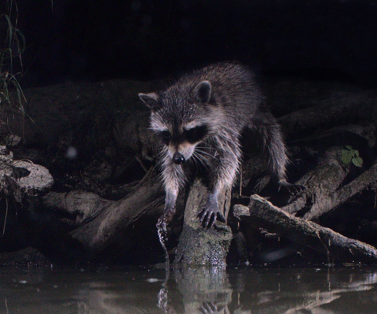 Gavriel Cambridge tweet media