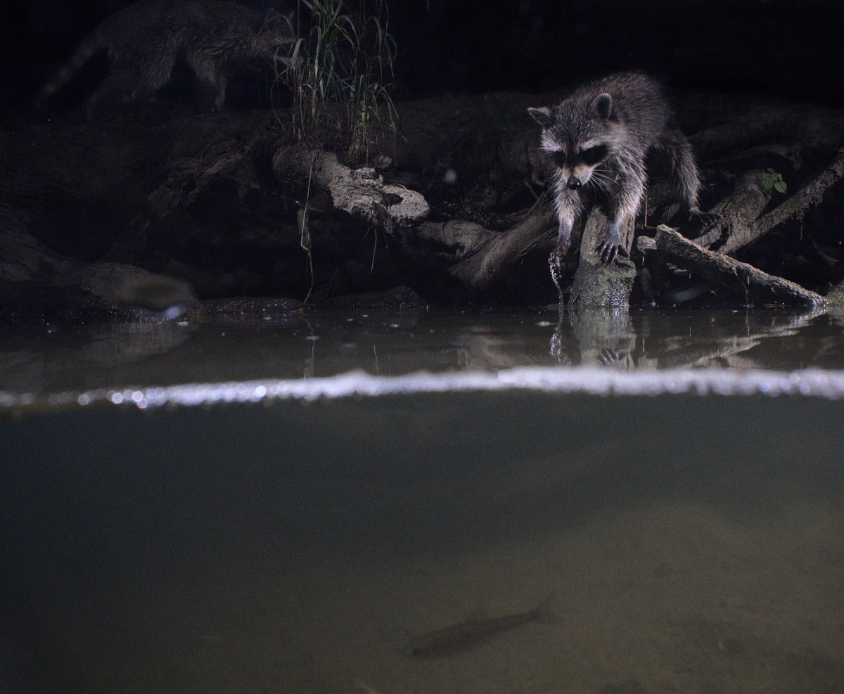 Gavriel Cambridge tweet media