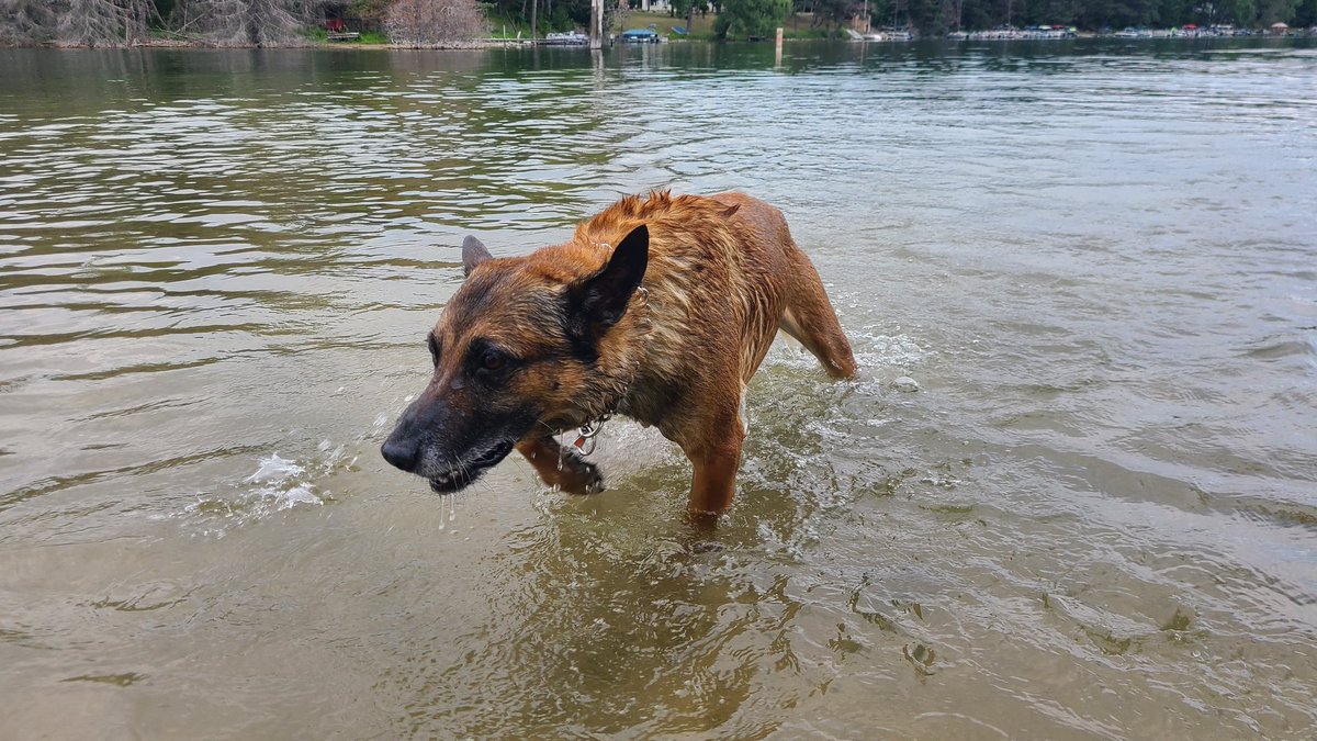K9 Vader (EOW 10/28/25) tweet media