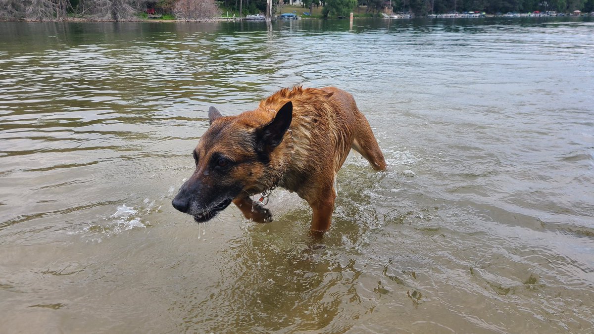 #HappyBirthday to this guy! #K9 Vader enjoying retired life like a boss, 11 years strong! Man's best friend for sure @BrownDeerWIPD @k9beny_bdpdwi @bdpdk9haber @k9_retired @PoliceK9sandMWD @LivePd_Fans @iamlivepdnation