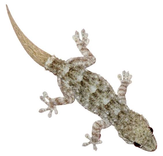 Nig_Farmer's tweet photo. #NaijaFarmerTips 

Wall Gecko can be intrusive, simple way to get rid of Wall Gecko

Get dried grounded pepper, pour into a spray bottle, slice 1 Onions into it &amp; pour water

Allow it for few hours

Shake and spray all corners of your house

You'll never see them again!

RT 😎 https://t.co/Z31EG6t6Cp