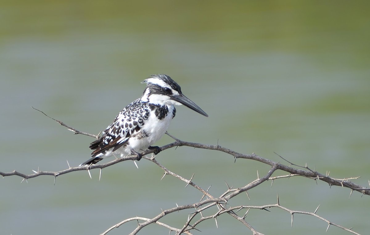 With my previous tweet about Oriental Darter, now it's Pied Kingfisher. Both are known for its hunting technique. Pied Kingfisher, unlike other Kingfishers, uses the Hovering technique for hunting.

#piedkingfisher 
#IndiAves 
#huntingtechnique 
#tweeterbird 
#birdconservation