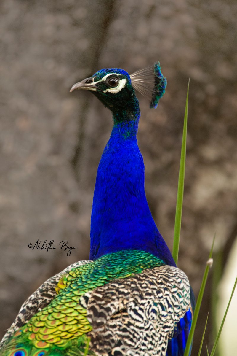 DYK: The crest act as a sensor. When male peacocks rattle their tails to attract females, the female sees the display and feels it in her crest #ThePhotoHour @Natures_Voice @BirdLife_News #BBCWildlifePOTD @WildlifeMag @birdcountindia @avibase @Indiaves @orientbirdclub