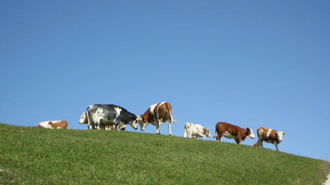 📌 Il 28 luglio sarà l'#EarthOvershootDay. 🌎 Come spostare questa data in avanti? Nell'approfondimento di <a href="/LudovicaNati/">Ludovica Nati</a>, ad esempio, ecco le buone pratiche✅ in campo #agricolo e #alimentare da mettere in atto per ridurre il nostro #impatto. 👇🏻
tuttenotizie.it/overshootday-l…