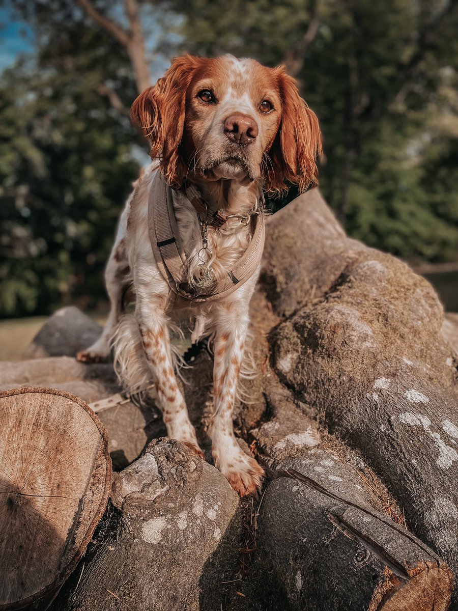 Handsome bean <a href="/dog_rates/">WeRateDogs</a> #dogsoftwitter #twitterdogcommunity