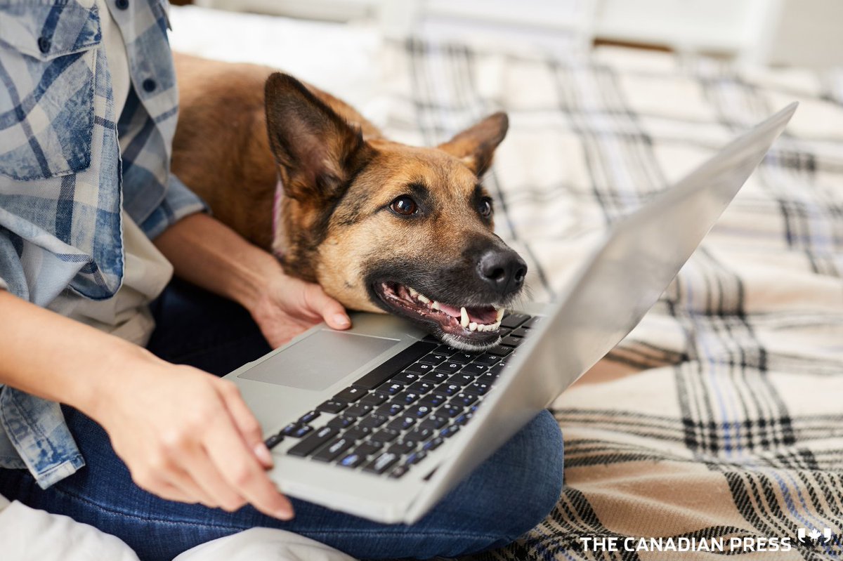 CanadianPress's tweet photo. Our on-demand CP Style Webinar (https://t.co/MLS8UqDfYG) is popular with all sorts of audiences! Learn lessons from the newsroom in this fantastic overview of CP style, and do it at your own pace! #stylechanges #cpstyle #cpstylebook #stylebook #writingguide #writing #writer https://t.co/vK8mV2JozZ