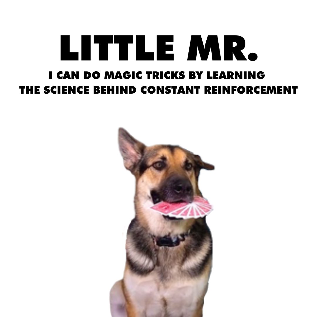 ImpossibleSciTV's tweet image. Little Mr. Kepler sure knows a thing or two about making the impossible possible! 💯 Catch our unofficial #ImpossibleScience mascot in our canine-friendly episodes ft. a magical #cardtrick, invisibility and much more!

Watch now: youtube.com/playlist?list=…

#STEM #Science #Dogs