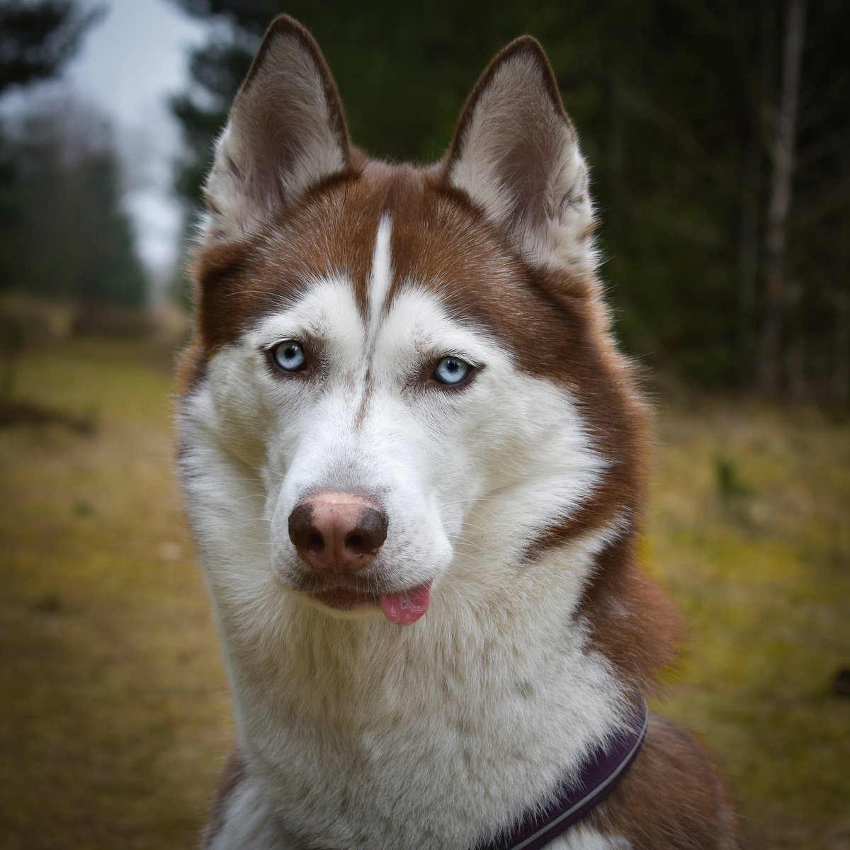 Happy TOT ! 😍😜 

#tot #twitterdogs #dogsoftwitter