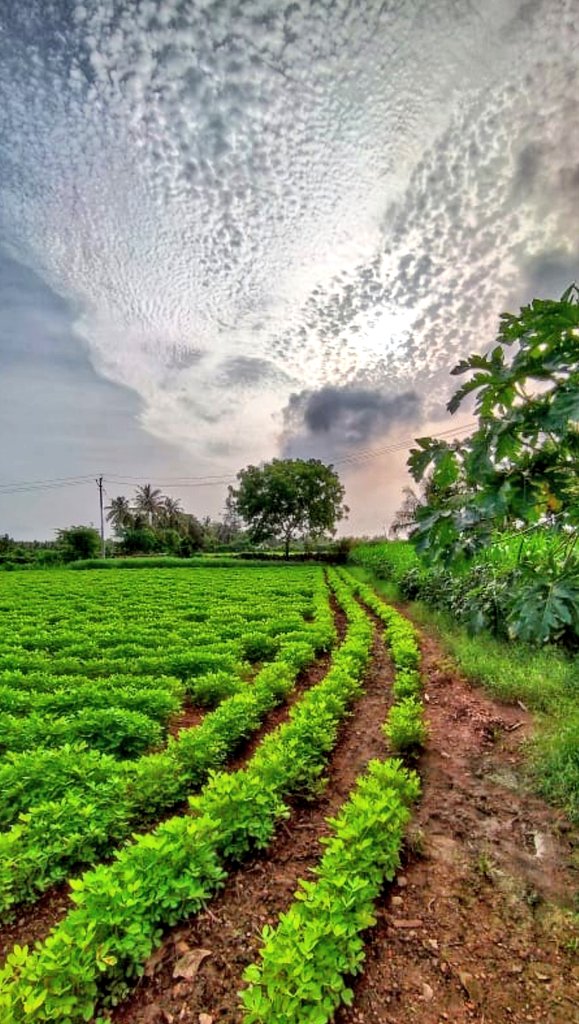 gujarati_chhoro's tweet photo. પ્રકૃતિની સુંદરતા જ્યારે રંગે ચડે ત્યારે અલૌકિક દ્રશ્ય સર્જાય છે🍃🌱🌴🌈☁️❤️ https://t.co/KTiioASArt