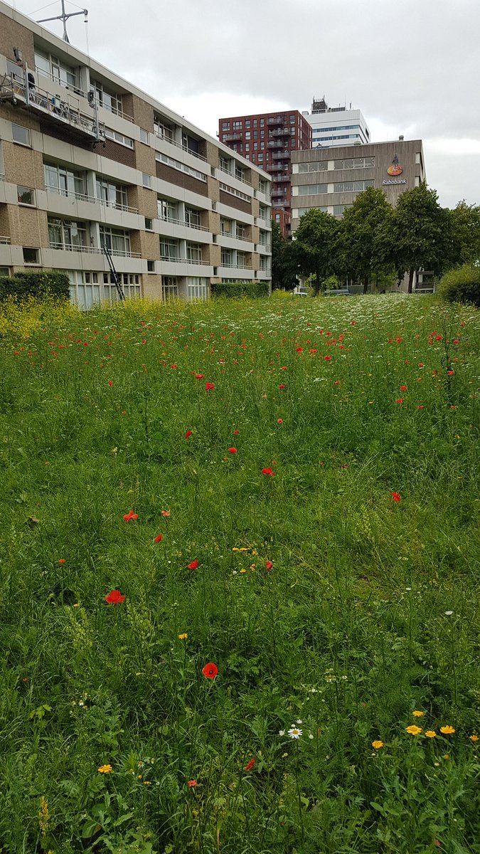 Sibrenvdb's tweet photo. Wat een uitzicht! Fijn dat jullie hier niet meer maaien in Kanaleneiland @GemeenteUtrecht! 😀 https://t.co/7rE17bi4JR