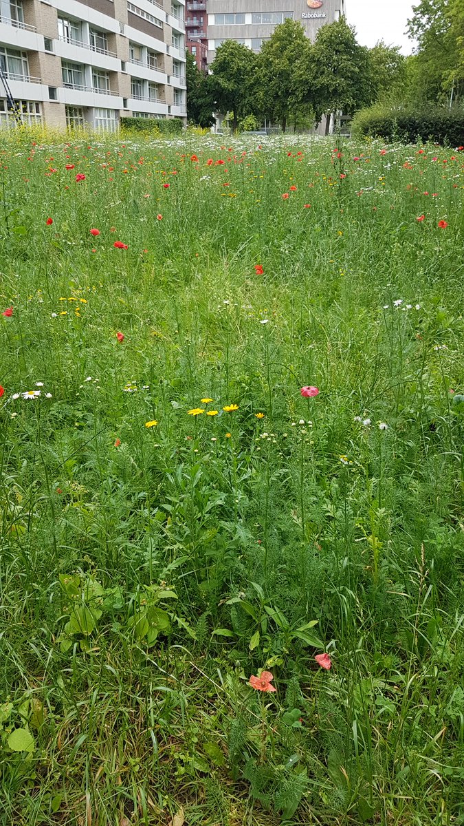 Sibrenvdb's tweet photo. Wat een uitzicht! Fijn dat jullie hier niet meer maaien in Kanaleneiland @GemeenteUtrecht! 😀 https://t.co/7rE17bi4JR
