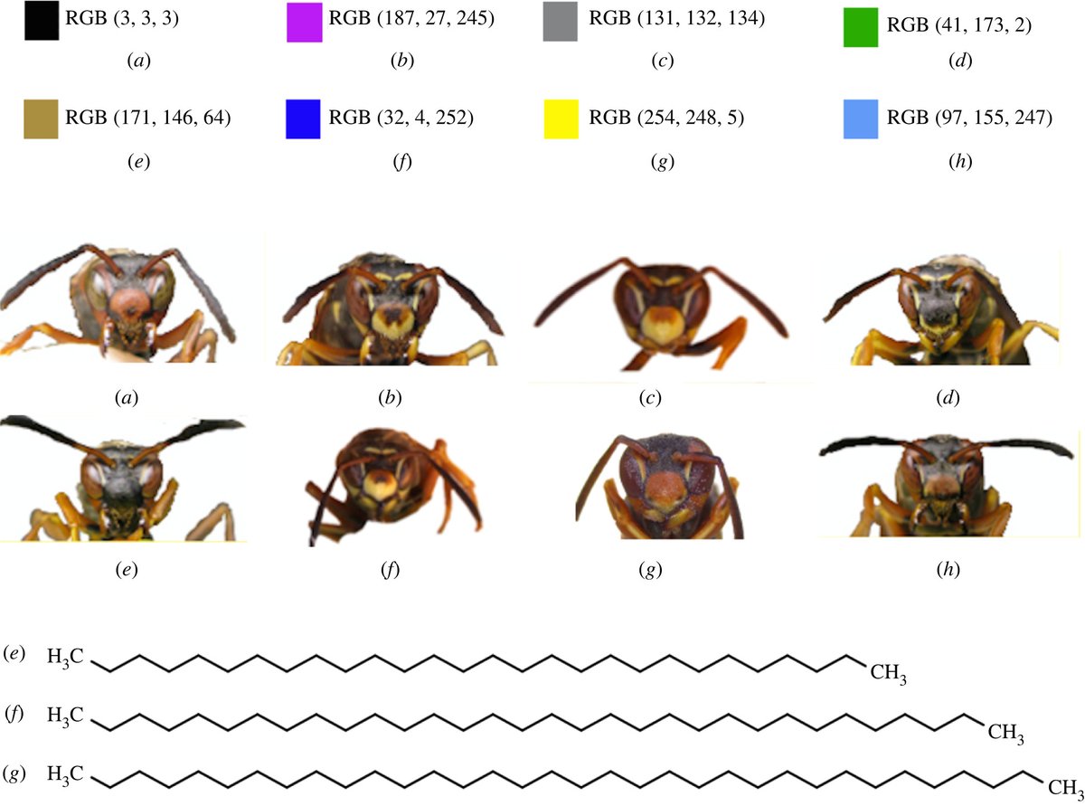 Paper wasps can learn and apply the abstract concept of ‘same and different’ to stimuli of different types #ProcB ow.ly/2rCX50K4b0P <a href="/WeiseChloe/">Chloe Weise</a> @E_Tibbetts <a href="/UMichEEB/">UMich Ecology and Evolutionary Biology</a>