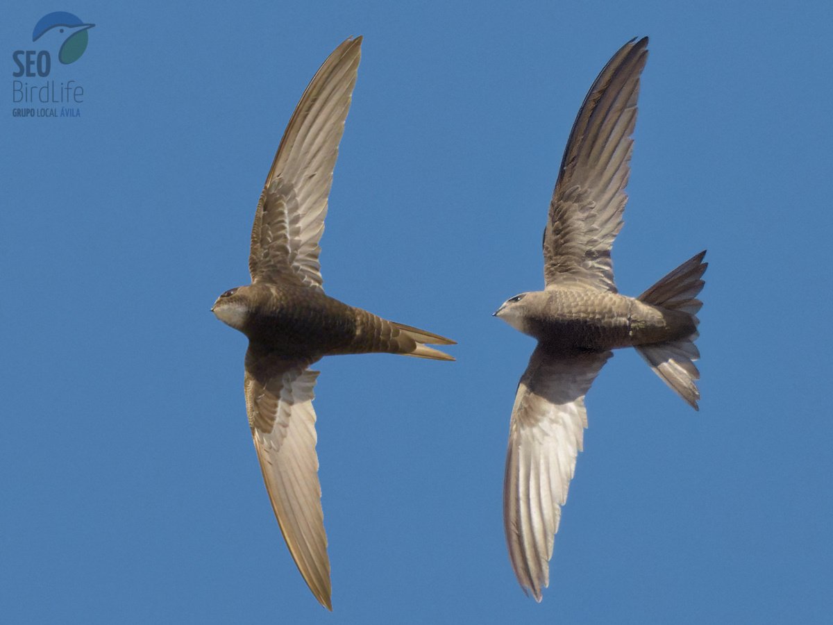 Muy buenas, ahora que todavía estamos a tiempo de disfrutar de los #vencejos, os proponemos por aquí un "collage" en el que hemos incluido a las dos especies más habituales y cuya identificación puede complicarse: el vencejo común (Apus apus) y el vencejo pálido (Apus pallidus).