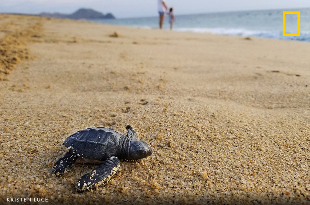 At Mexico's Playa La Cachora, Grupo Tortuguero Todos Santos allows visitors to assist in the release of hatchling turtles—like the one pictured here #ShotOnSnapdragon. Paid Content for @Snapdragon
