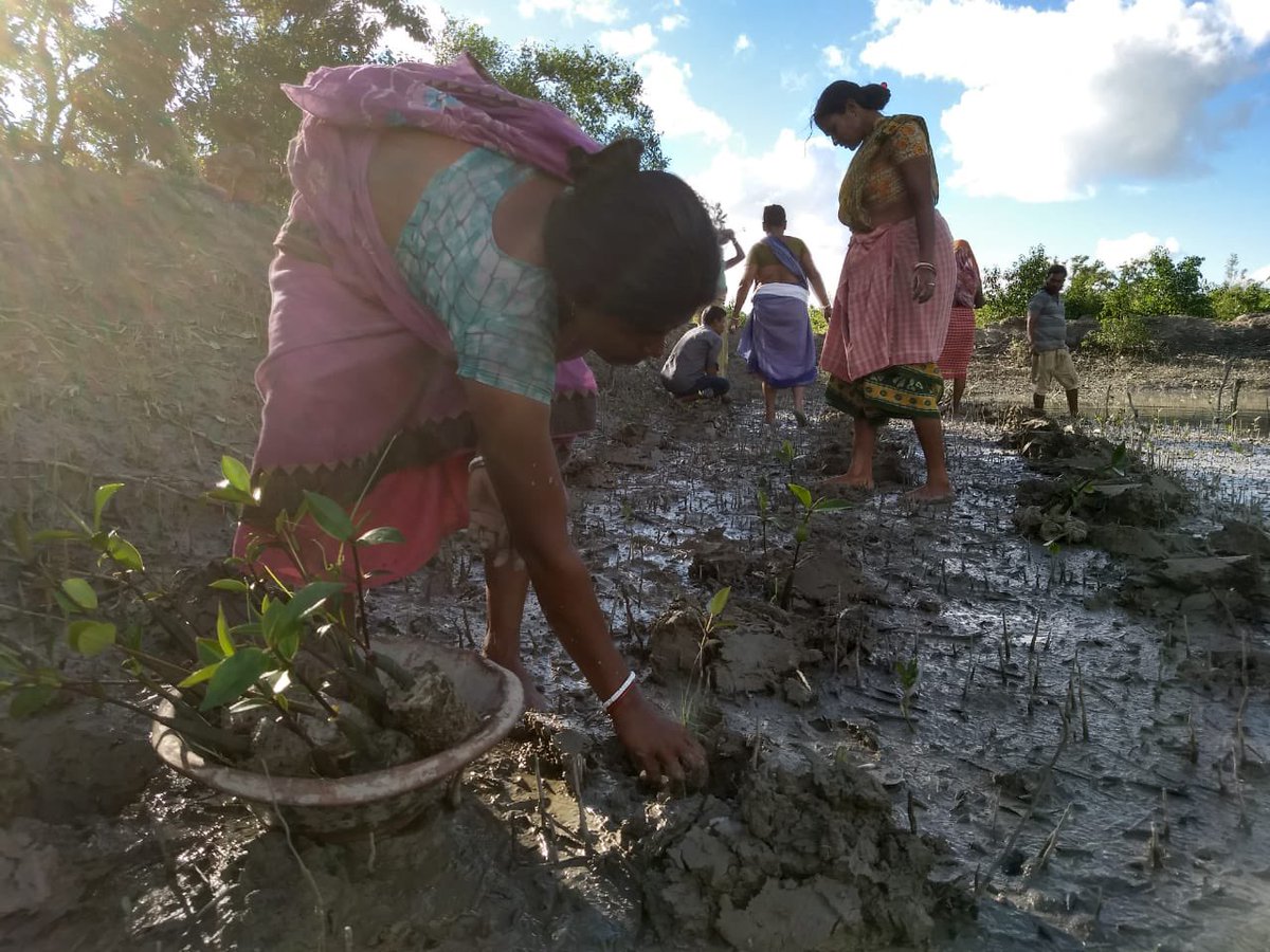 On this #WorldMangroveDay let’s celebrate our #CoastalHeroes the #Mangroves and #CoastalCommunities. #PrameyaFoundatn was able to mobilise 100 women from the local community in building a #MangroveNursery. Since then the nursery has been a source of restoration and conservation.