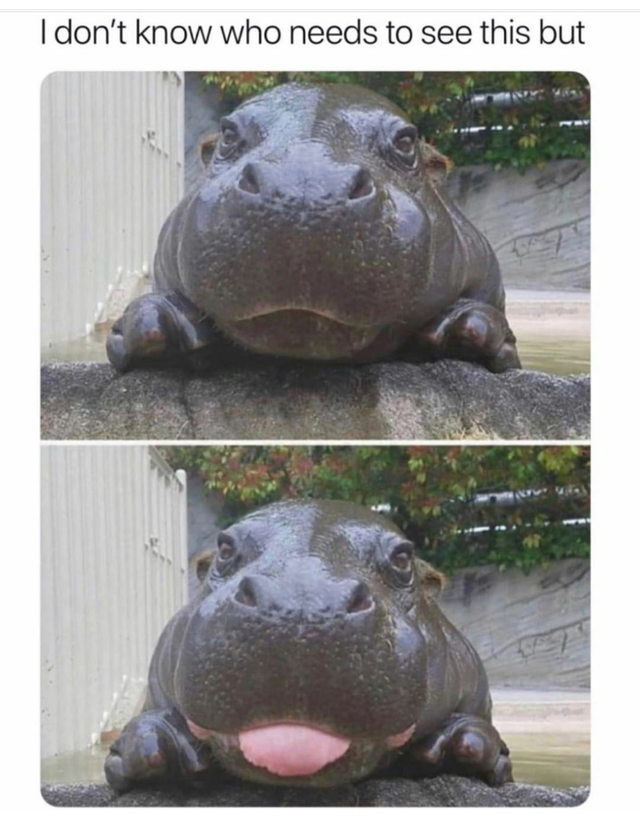 WholesomeMemes tweet media