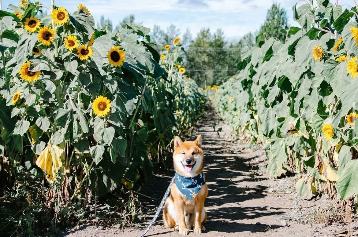 Maris Farms tweet media