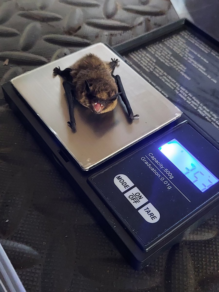 The Count is not happy about getting weighed 🤣 Mighty! Fierce! Tiny! @_BCT_ #batcare #ukbats #skypuppy #wildlife