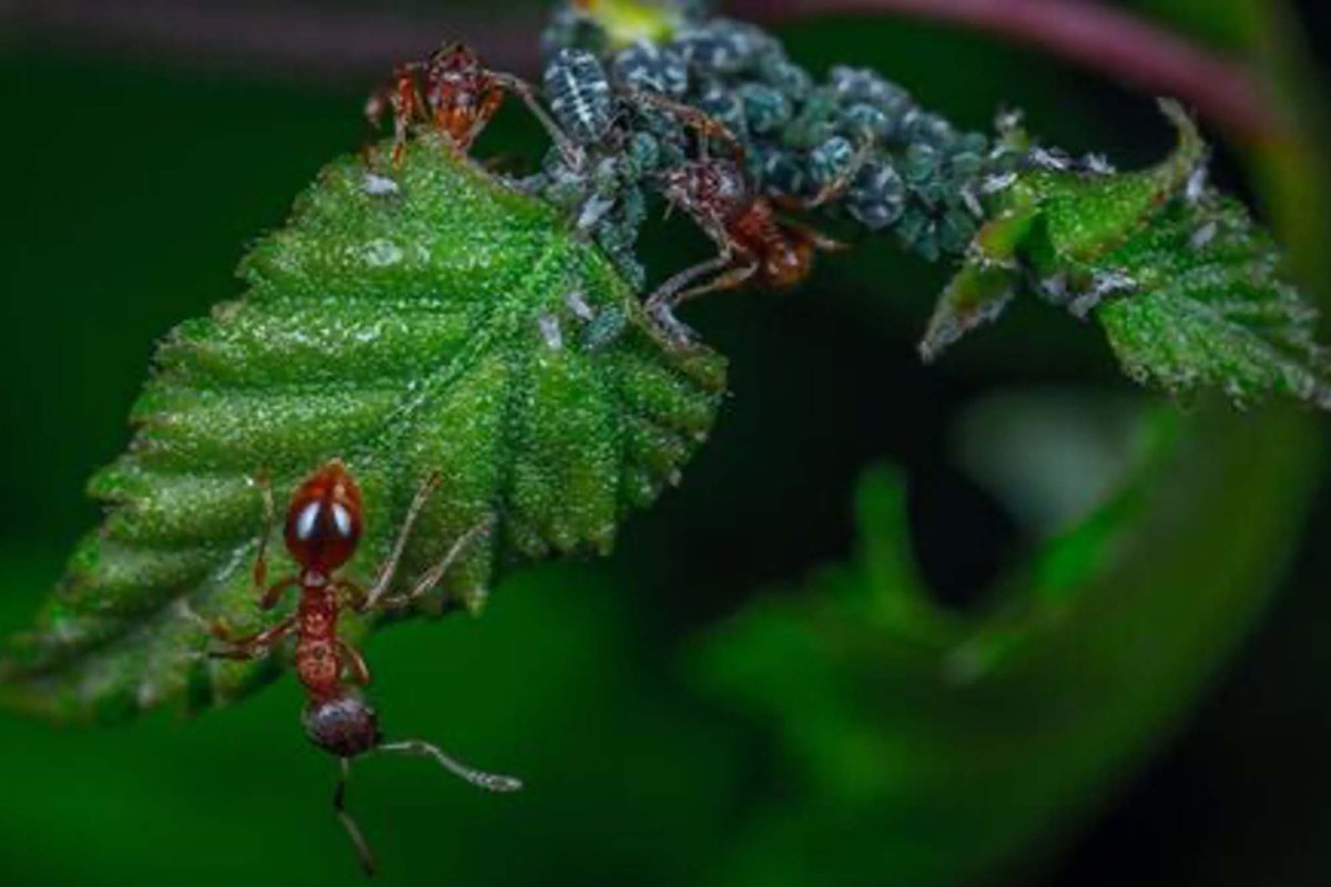 Seeing the world through Ants.

Ant Course, part of the <a href="/NSF/">U.S. National Science Foundation</a>-funded Ants of the World Project, this year decamps to Vietnam.  "Ant Man" <a href="/LonginoJack/">Jack Longino</a>  &amp; grad student Elaine Tan join 34 others from across the globe. 

biology.utah.edu/graduate-stude…

<a href="/AntsProject/">The Ants of the World Project</a> <a href="/UUtah/">University of Utah</a> <a href="/uofu_science/">College of Science</a>