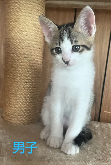 yuzu_bely0305's tweet photo. 【里親さん募集】今にもはち切れそうなお腹をした母猫を保護しお家の中で出産させてくれた保護主さんからの募集です。６月５日生まれの５兄妹💕みんな人慣れしていて、トイレも完璧😆・・・続く
#仔猫里親募集　#北海道函館市 https://t.co/okfPDxyH3Y