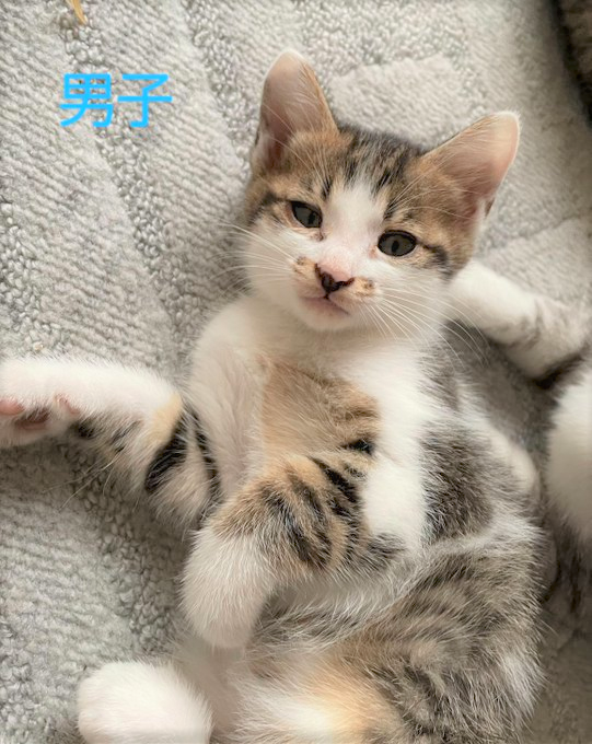 yuzu_bely0305's tweet photo. 【里親さん募集】今にもはち切れそうなお腹をした母猫を保護しお家の中で出産させてくれた保護主さんからの募集です。６月５日生まれの５兄妹💕みんな人慣れしていて、トイレも完璧😆・・・続く
#仔猫里親募集　#北海道函館市 https://t.co/okfPDxyH3Y