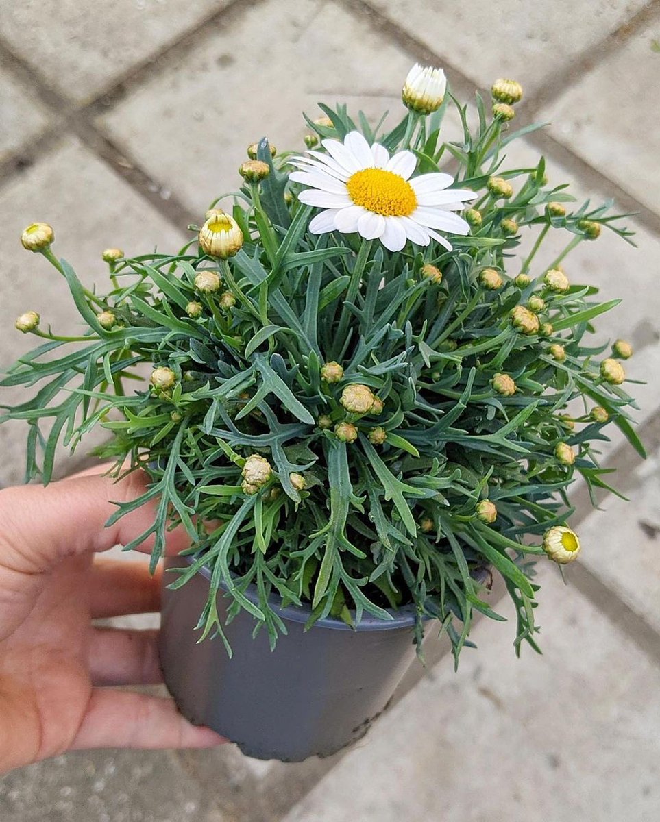 Portobello Schoolyard tweet media