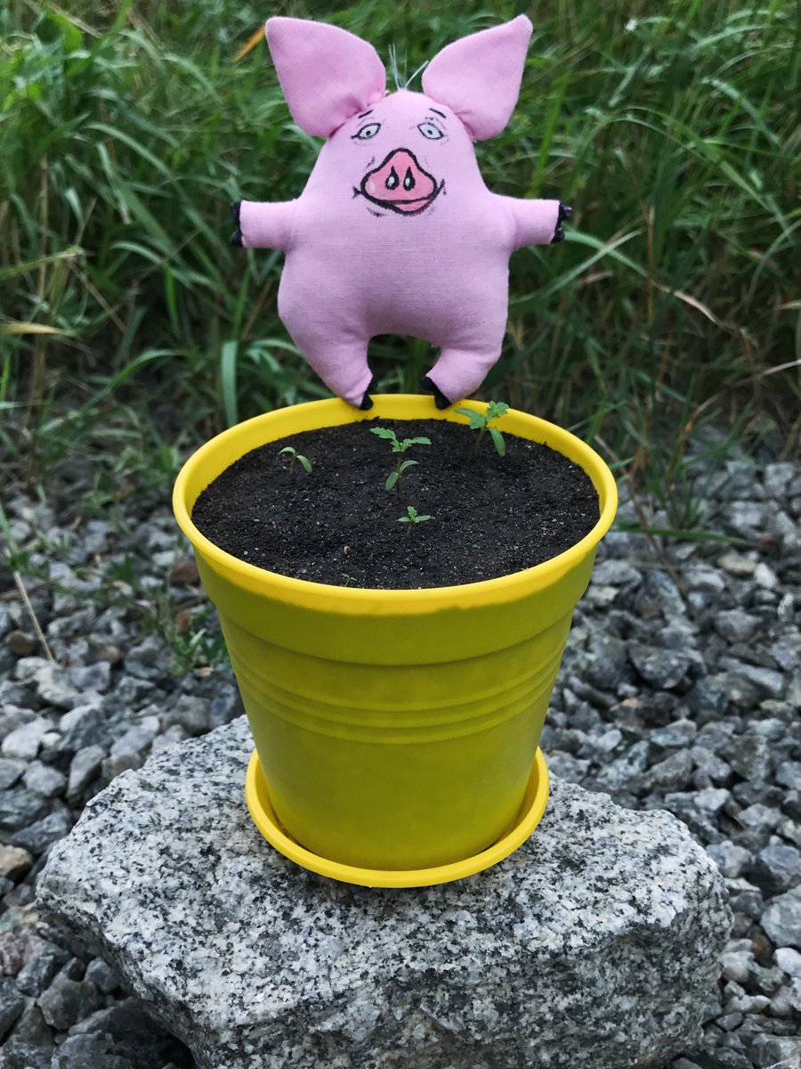 13birdsNFT's tweet photo. Day 1⃣3⃣
Collection - Paprika CHORNOBRYVTSI 🐽🐽

https://t.co/P7AbNblVwa

#NFT #NFTs #NFTartist #cryptoartist #ukraineartist #forNFTcollector #13birds #eth #ethereum #flowers #chornobryvtsi #marigold #tagetes #чорнобривці #nftflower #flowernft #nftflowers #flowersNFT #nftgallery https://t.co/ER634dUy0h