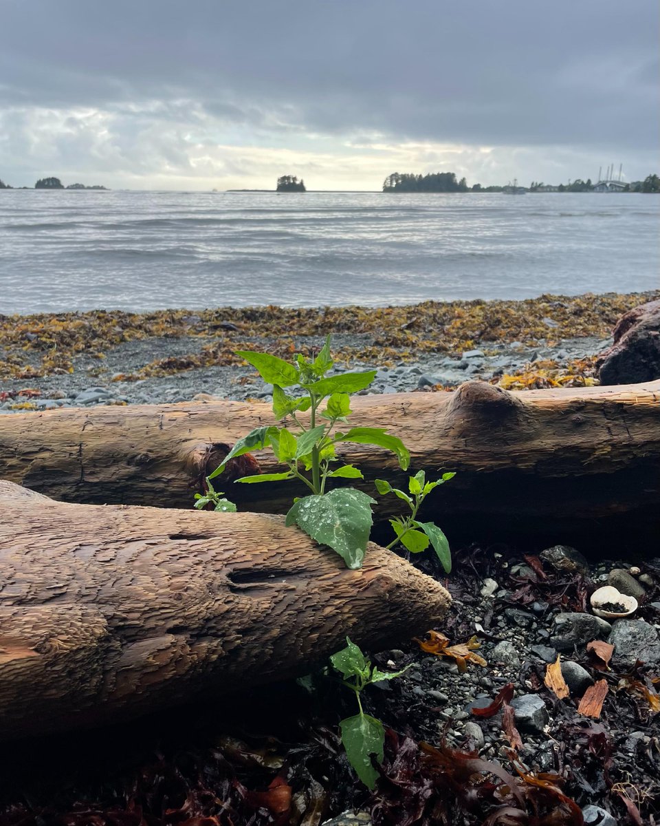 TravelSitka's tweet photo. Beach walks in Alaska
●
● #alaskaadventures  #alaskatravel #sitkathrough4seasons #travelsitka #cloudydays #romanticisinglife #flowers #travelalaska #sitkaalaska #alaska #sitka #southeastalaska #rainforest #sitkasummer #liquidsunshine #seak #rainyday #stormyskies #overcast https://t.co/sjKqCZPUJ3