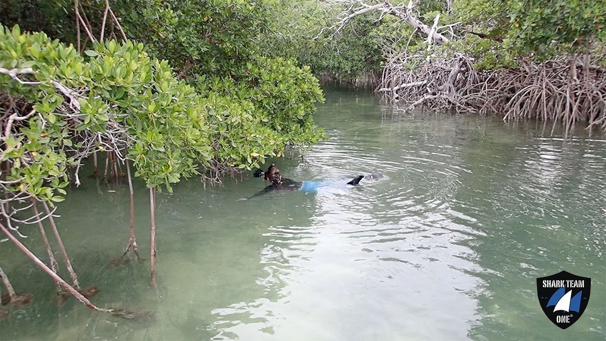 It's International Day for the Conservation of the Mangrove Ecosystem! Mangroves contribute to food security, protection of coastal communities &amp; support biodiversity. Follow along as we explore this region! Many thanks to The Curtis &amp; Edith Munson Foundation! 
#MangroveDay