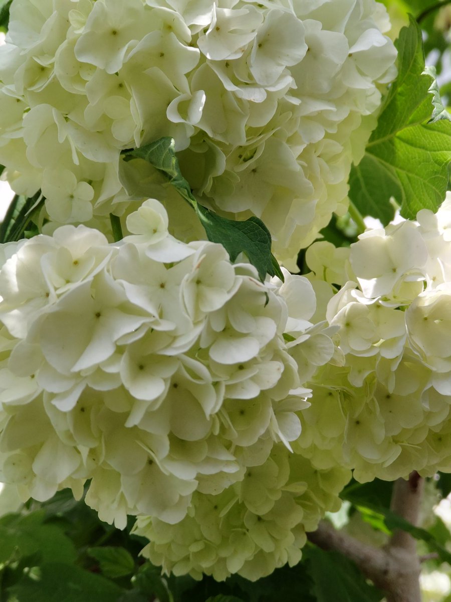 スーパーやさいマン 7 27の誕生花 ビバーナム スノーボール 洋種肝木 スイカズラ科の落葉低木 緑色から白色に変化する手毬状の花が特徴 花言葉は 茶目っ気 ビバーナム ティヌス 常盤がまずみ レンプクソウ科の常緑低木 春の白い小花と秋冬の スーパーやさいマン 7 27の誕生花 ビバーナム スノーボール 洋種肝木 スイカズラ科の落葉低木 緑色から白色に変化する手毬状の花が特徴 花言葉は 茶目っ気 ビバーナム ティヌス 常盤がまずみ レンプクソウ科の常緑低木 春の白い小花と秋冬の