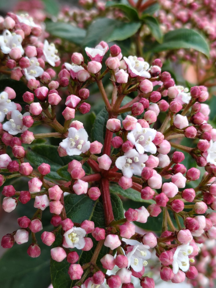 スーパーやさいマン 7 27の誕生花 ビバーナム スノーボール 洋種肝木 スイカズラ科の落葉低木 緑色から白色に変化する手毬状の花が特徴 花言葉は 茶目っ気 ビバーナム ティヌス 常盤がまずみ レンプクソウ科の常緑低木 春の白い小花と秋冬の スーパーやさいマン 7 27の誕生花 ビバーナム スノーボール 洋種肝木 スイカズラ科の落葉低木 緑色から白色に変化する手毬状の花が特徴 花言葉は 茶目っ気 ビバーナム ティヌス 常盤がまずみ レンプクソウ科の常緑低木 春の白い小花と秋冬の