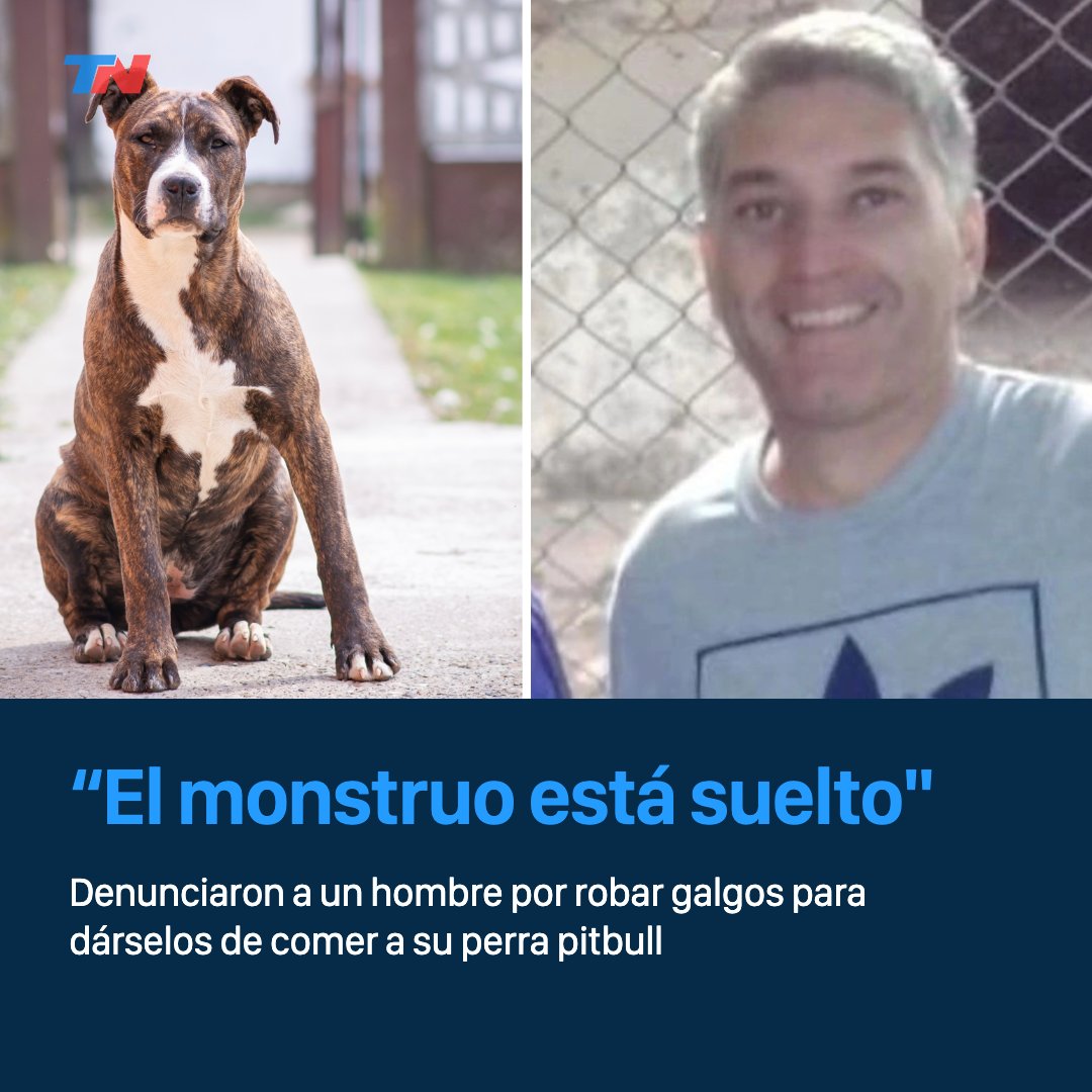 todonoticias's tweet photo. Denunciaron a un hombre por robar galgos para dárselos de comer a su perra pitbull https://t.co/Jp3Ot75JGM

Sus vecinos, hartos del sufrimiento de los animales, difundieron videos de los ataques. https://t.co/Rgz5nRjgdI