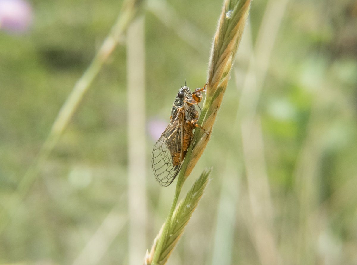 Biodiversity4A's tweet photo. Com os dias quentes chega o inconfundível som das cigarras! 🎶☀️ Sempre que se cruzarem com estes animais, não deixem de os registar na nossa plataforma e contribuir para o projeto “Cigarras de Portugal”. 🔎📱😉 @CigarrasP #CitizenScience

Mais informação:
https://t.co/XTKrFzMR0g https://t.co/oiJLhpeIJQ