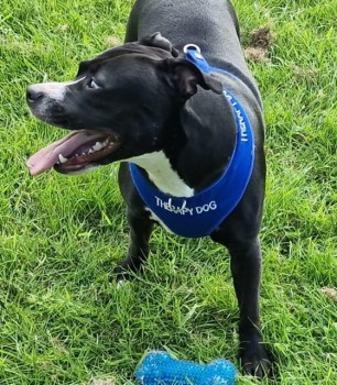 The_Animal_Team's tweet photo. #China #TherapyDog #Missing from #LindbeckCourt #Blackpool #FY4 area, #NorthWest on Thursday, 21/7/22. Black/White #StaffordshireBullTerrier. Chipped. https://t.co/CDjij6MWZP #dogsoftwitter #MissingDog #LostDog https://t.co/AqU4T3ZPsi