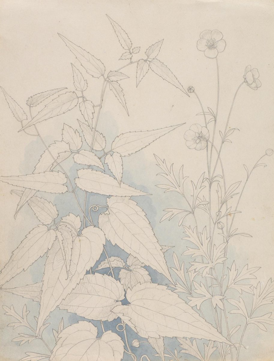 A study of wild flowers and plants
(c. 1860)
Edward La Trobe BATEMAN
ngv.vic.gov.au/explore/collec…