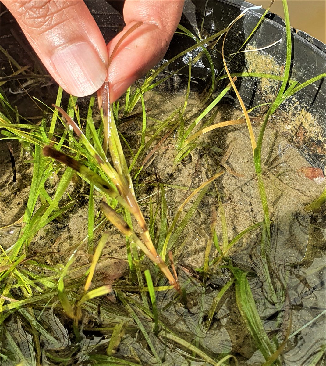 Looks like the Central Queensland seagrass flower collecting season is upon us🌱
#DYK Zostera muelleri in our mesocosms start flowering about a month before they do on the local meadows. Who needs Mystic Meg when you have Mystic Mesocosms🔮
#SeagrassObession #SeagrassRestoration