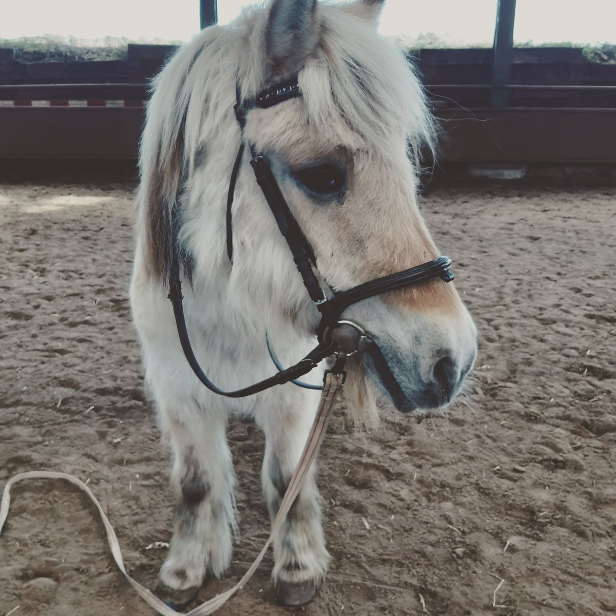 27 Jahre. Ich war ungefähr 7 als du ein Teil dieser Familie wurdest. Eine Woche bist du nun schon fort, auf zu neuen Ufern. Du warst meine beste Freundin, mein Anker wenn meine Psyche mich wieder fast wahnsinnig machte. 27 Jahre ein Teil von mir. Ich lieb dich sehr Maus 🌈💔