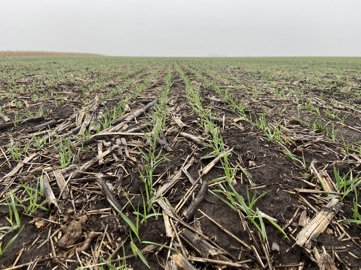 Ahora si !! 🌧🌧🌧 UREA y unos mm milagrosos !! Campaña 22.23