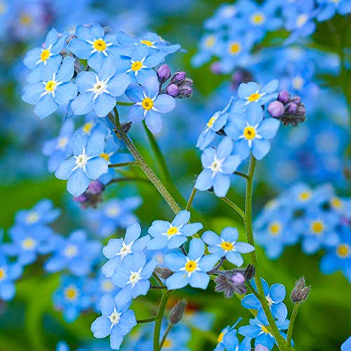FaizantheWriter's tweet photo. The name of this flower is "Forget me not" 
اُردو میں اس پھول کو ”گل وفا“ کہا جاتا ہے۔ https://t.co/FehseR3KQm