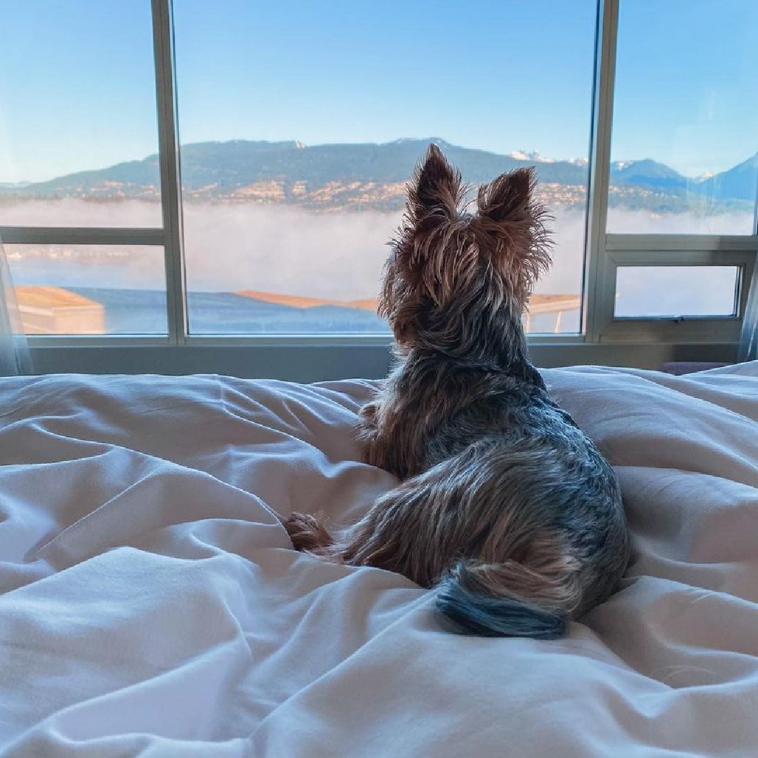Treat yourself (and your pup) to a visit you won't soon fur-get. Check out our customized @RunGoApp route for the nearest #dogfriendly green spaces, businesses, and patios. 🐾 bit.ly/3MR6i0f 📷: instagram.com/babyflynn.they… #fairmontwaterfront #travelwithpets #bcbarks
