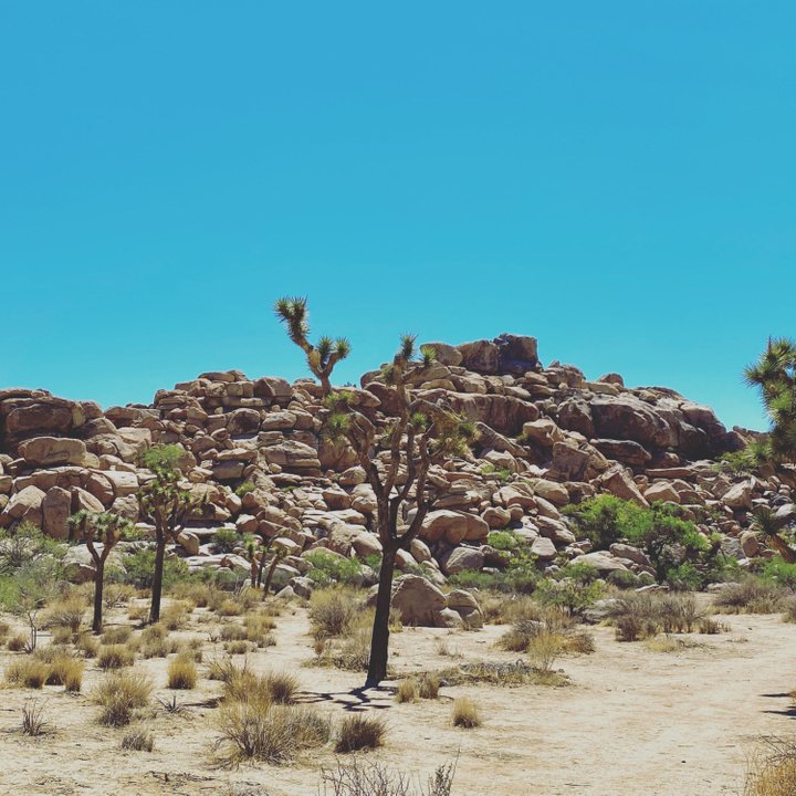 Have you heard about the new National Park Service App? You need to download this app!

First, it lists all the national parks and includes beautiful images of each park as well. And, it has everything you may need to know about each national park. This means maps, campgrounds, t