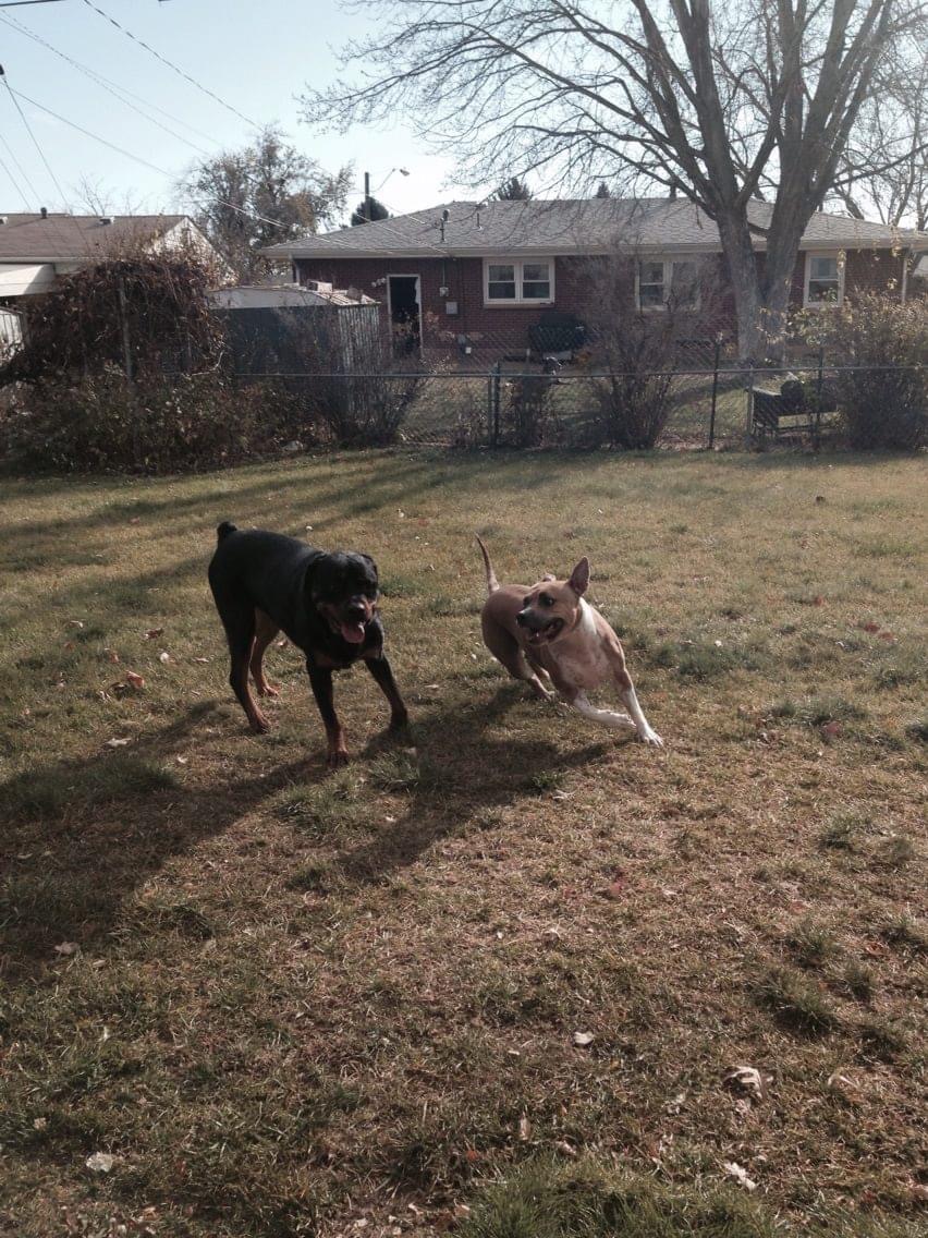 chueco4201's tweet photo. @McDougallMartha Happy Birthday from Miss Isis #RedNosePit & Carlos #Rottweiler https://t.co/Nm0ImbXFJu