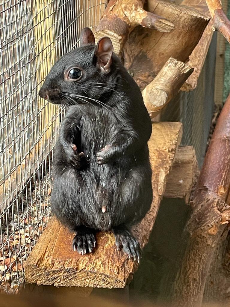 Hitchin Squirrel Rescue tweet media
