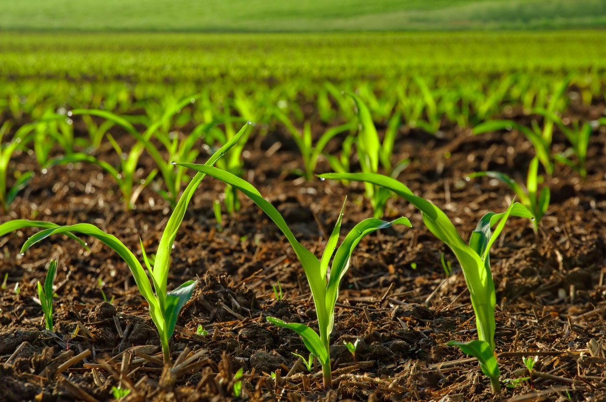 Foundation for Food & Agriculture Research (FFAR) tweet media