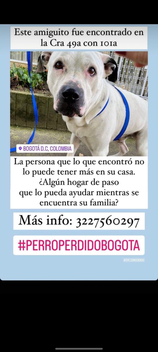 Este pefeito fue encontrado encontrado en Bogotá, si es tuyo comunícate a los números de la pieza #difundimos #PerrosPerdidos #bogota