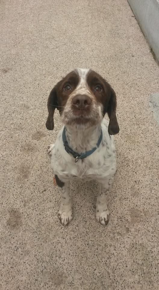 GMP Tactical Dog Unit tweet media