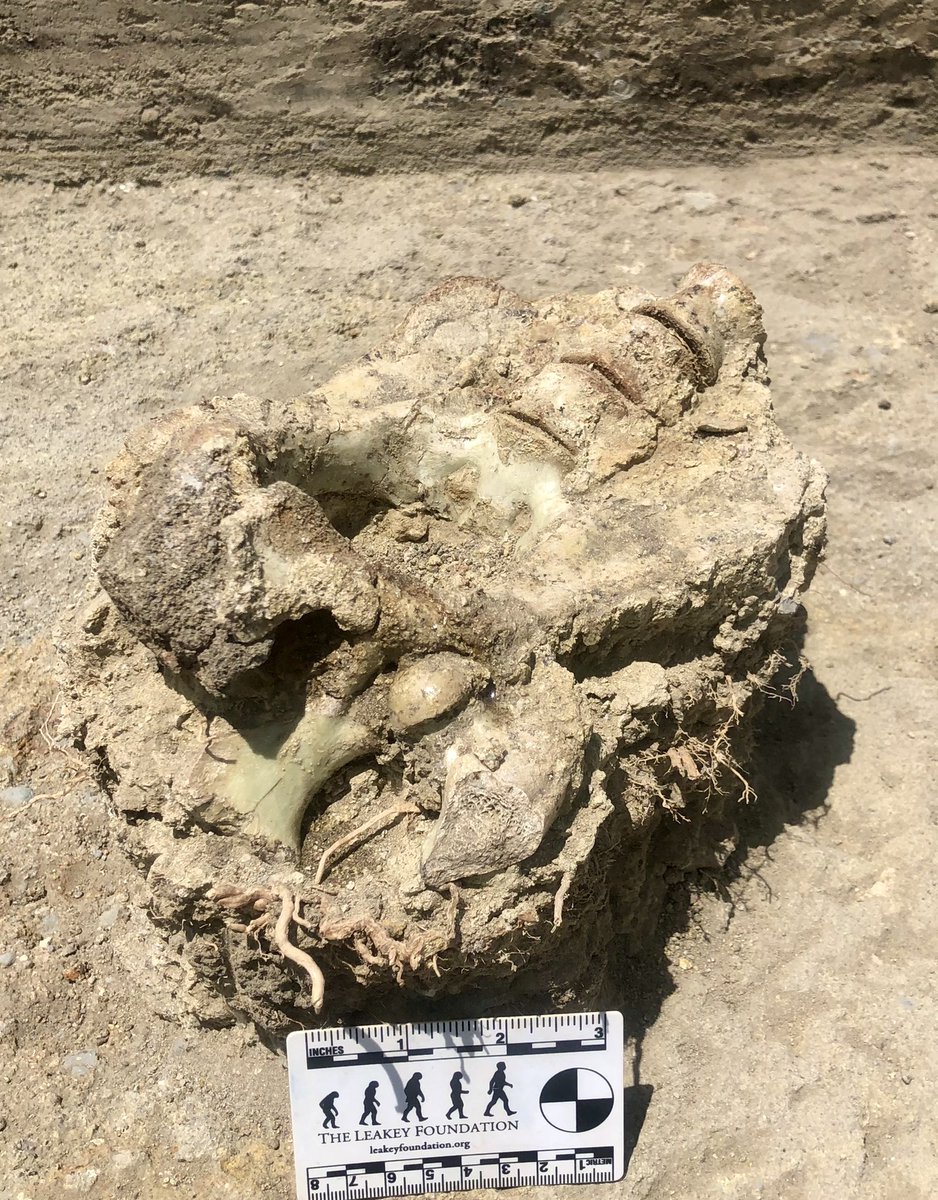 Today’s “fossil find” needs a whole thread… because it’s a radioactive giant monkey. (no seriously). Here’s the story of a Theropithecus oswaldi from the early Pleistocene 

🧵 1/