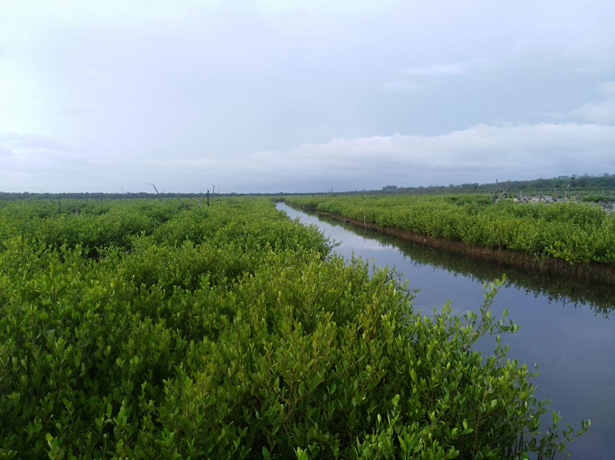 Mangrove community-based restoration in the Tampamachoco Lagoon, Tuxpan, Veracruz, Mexico. Much more should be done to stem losses and protect preserved mangroves. #WorldMangroveDay #naturebasedsolutions #MangroveDay2022