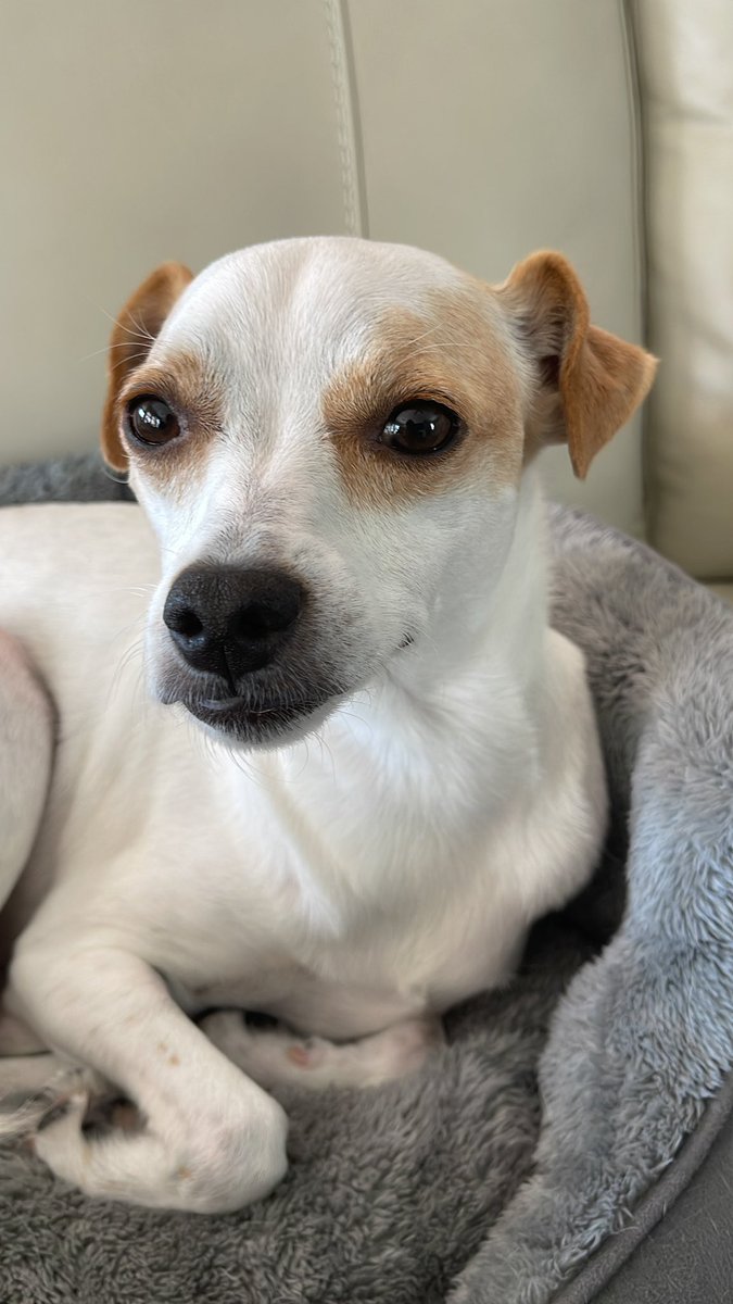 ilovenftpets's tweet photo. @JimiCohen GM! ❤️❤️❤️ Zoe is like, why are you waking me up for another picture? 😂😂 https://t.co/oPo95mxCmY