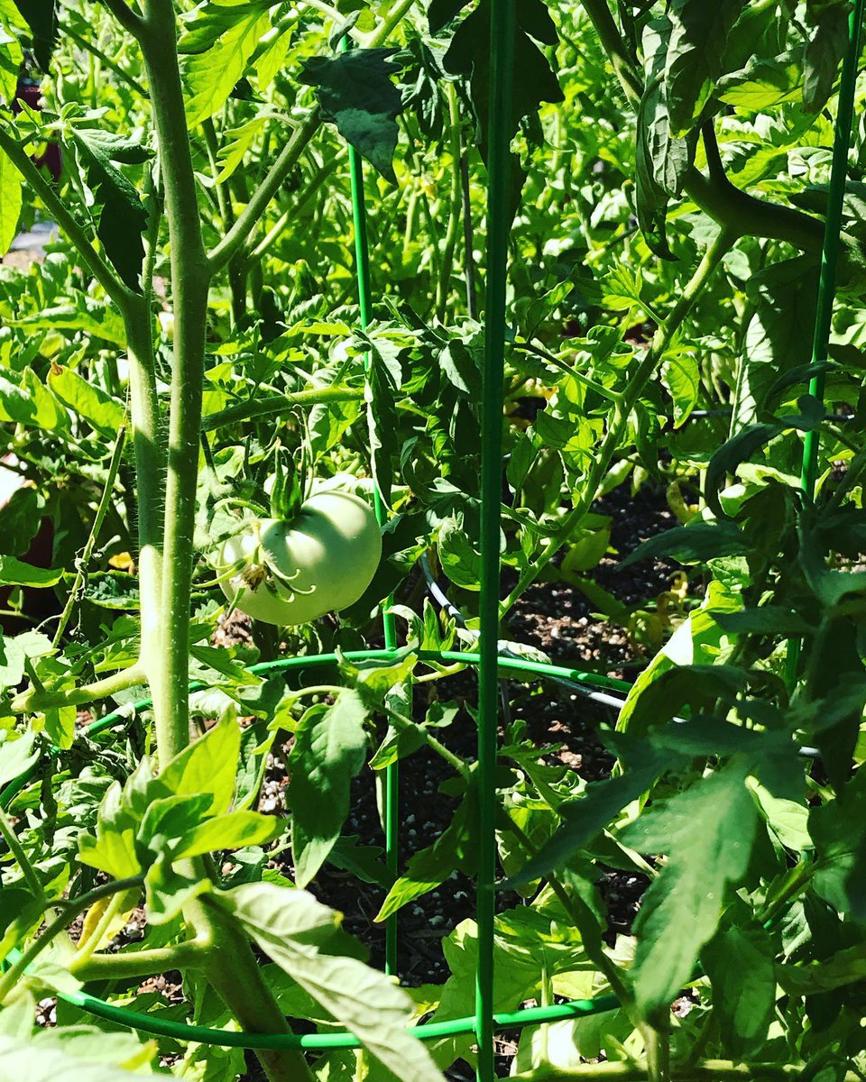 Our first green tomato!! Keep checking back to see our garden’s growth this summer! #kitchengarden #foodforthesoul #freshproduce #veggies #endhomelessness #endhunger